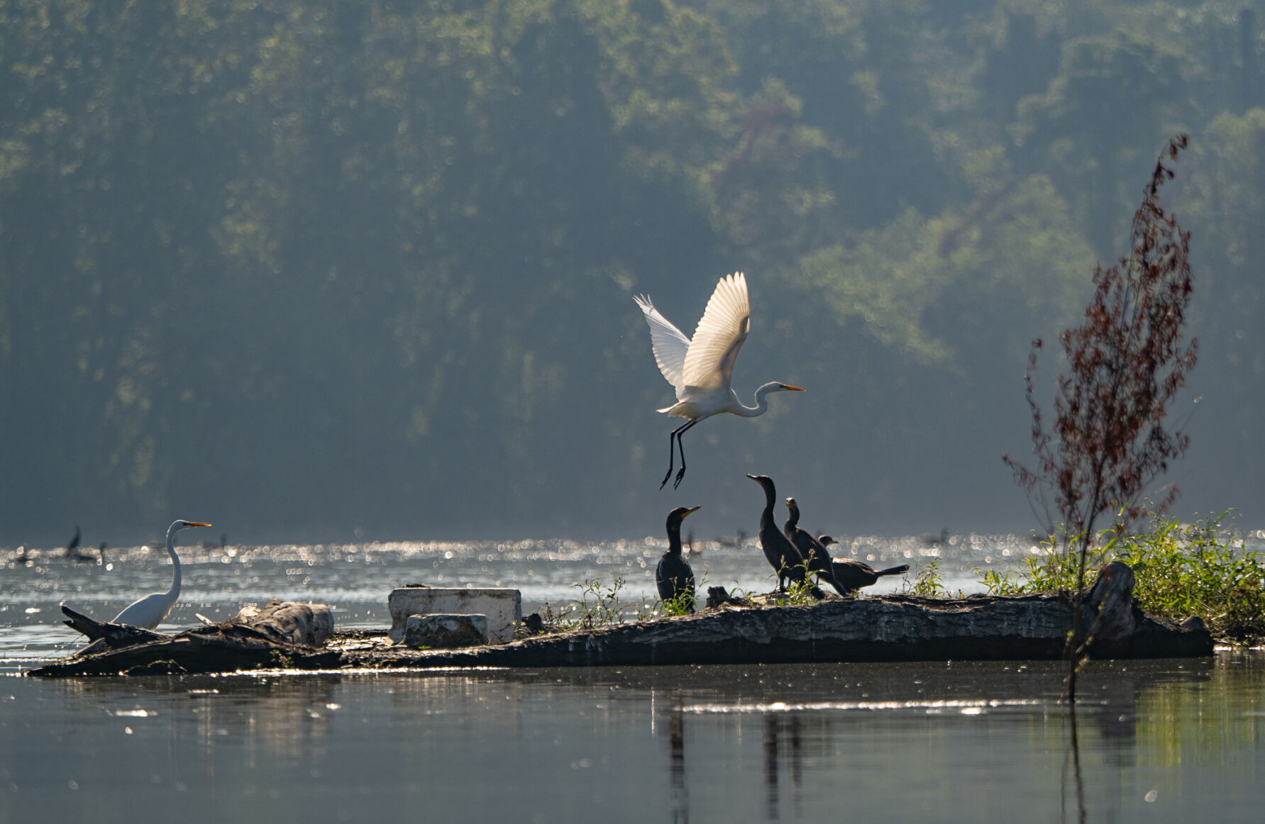 Egret and cormorants at Conejohela Flats